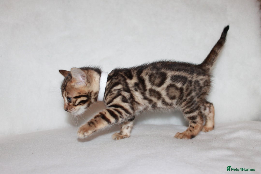 Bengal cats for sale: Pedigree TICA Bengal Kittens - Ready 07/01/26 - Advert 5