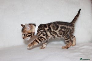 Bengal cats Pedigree TICA Bengal Kittens - Ready 07/01/26 - Advert 2