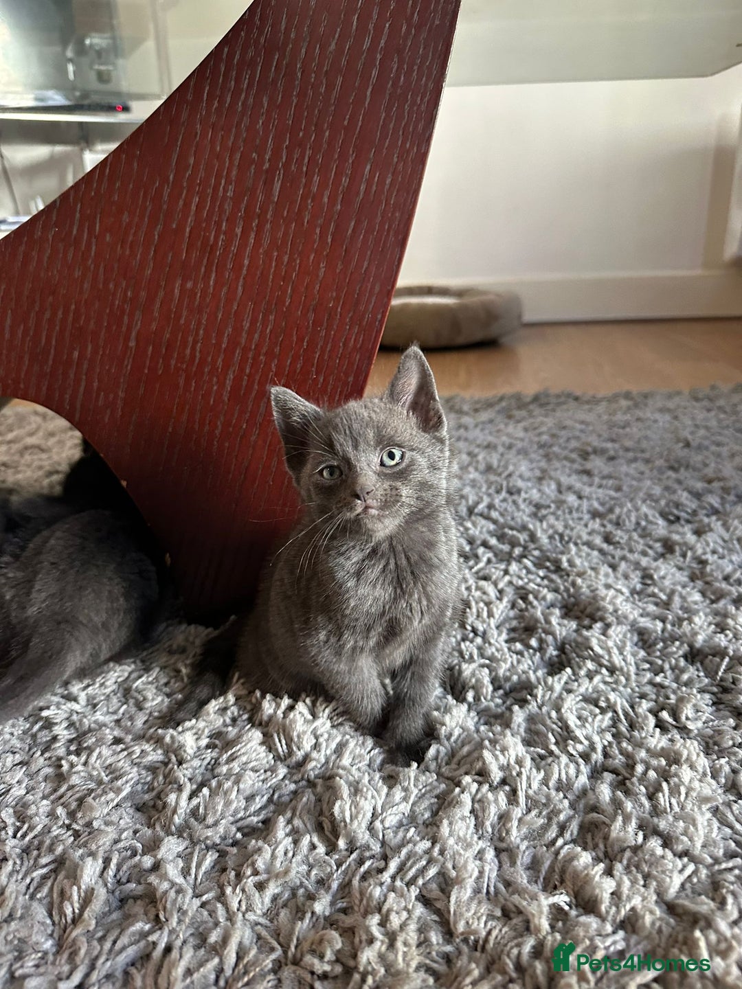 Russian Blue cats for sale: Adorable Silver Grey Russian blue kittens - Image 8