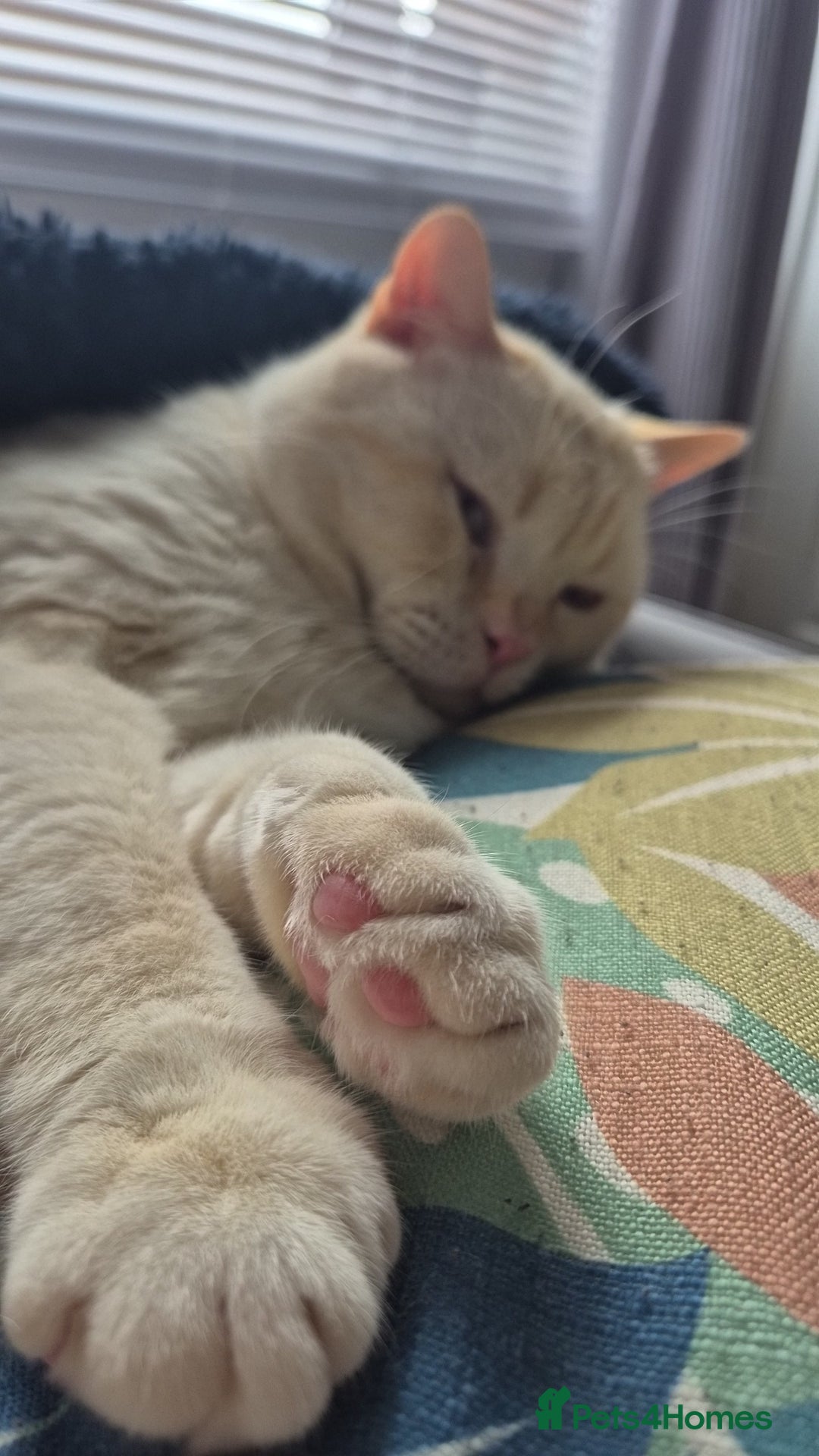 British Shorthair cats for sale: (💙LAST WHITE KITTEN🤍) Stunning Pure BSH kittens  - Advert 14