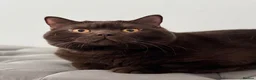 British Shorthair cats for stud: GCCF  Registered Chocolate & Lilac Active Studs  - Advert 6