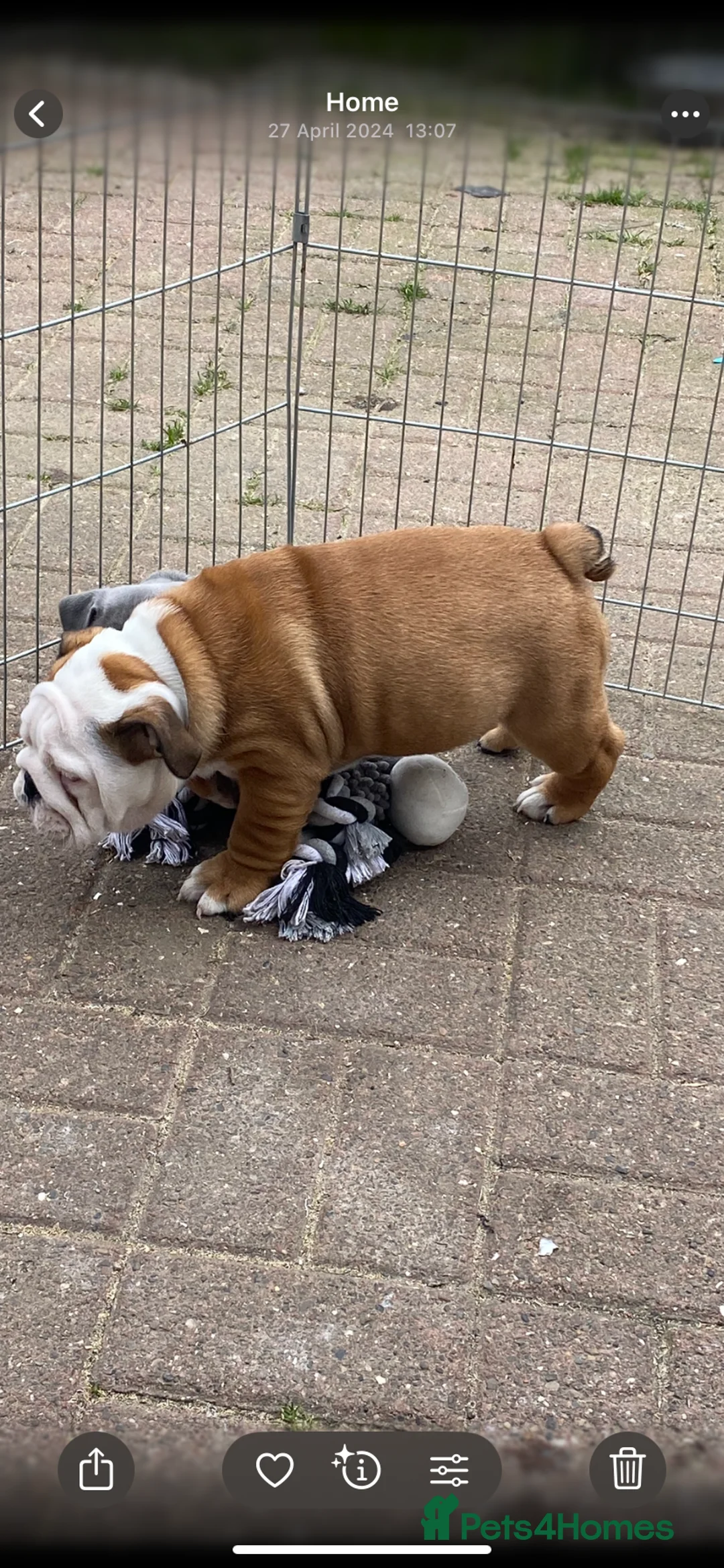 English Bulldog dogs for sale: English bulldog - male - 2 years old *FREE* - Advert 2