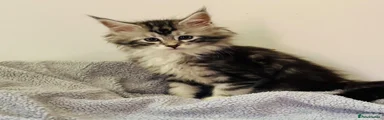 Maine Coon Kitten 1