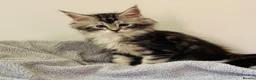 Maine Coon cats for sale: Beautiful chunky Maine Coon Kittens   - Advert 23