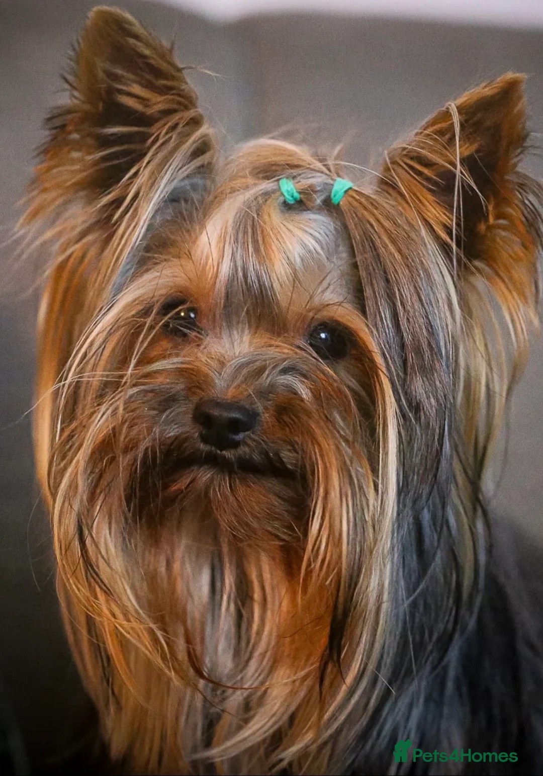 Yorkshire Terrier dogs for stud: 1.8kg miniature KC reg STUD Yorkshire terrier in Caterham - Advert 1