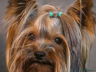 Yorkshire Terrier dogs 1.8kg miniature KC reg STUD Yorkshire terrier in Caterham - Advert 1