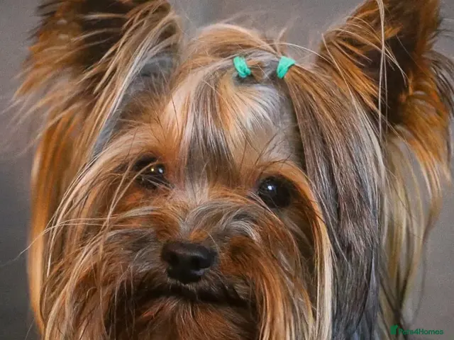 Yorkshire Terrier dogs KC reg Yorkshire terrier STUD, tiny 1.8kg - Advert 1