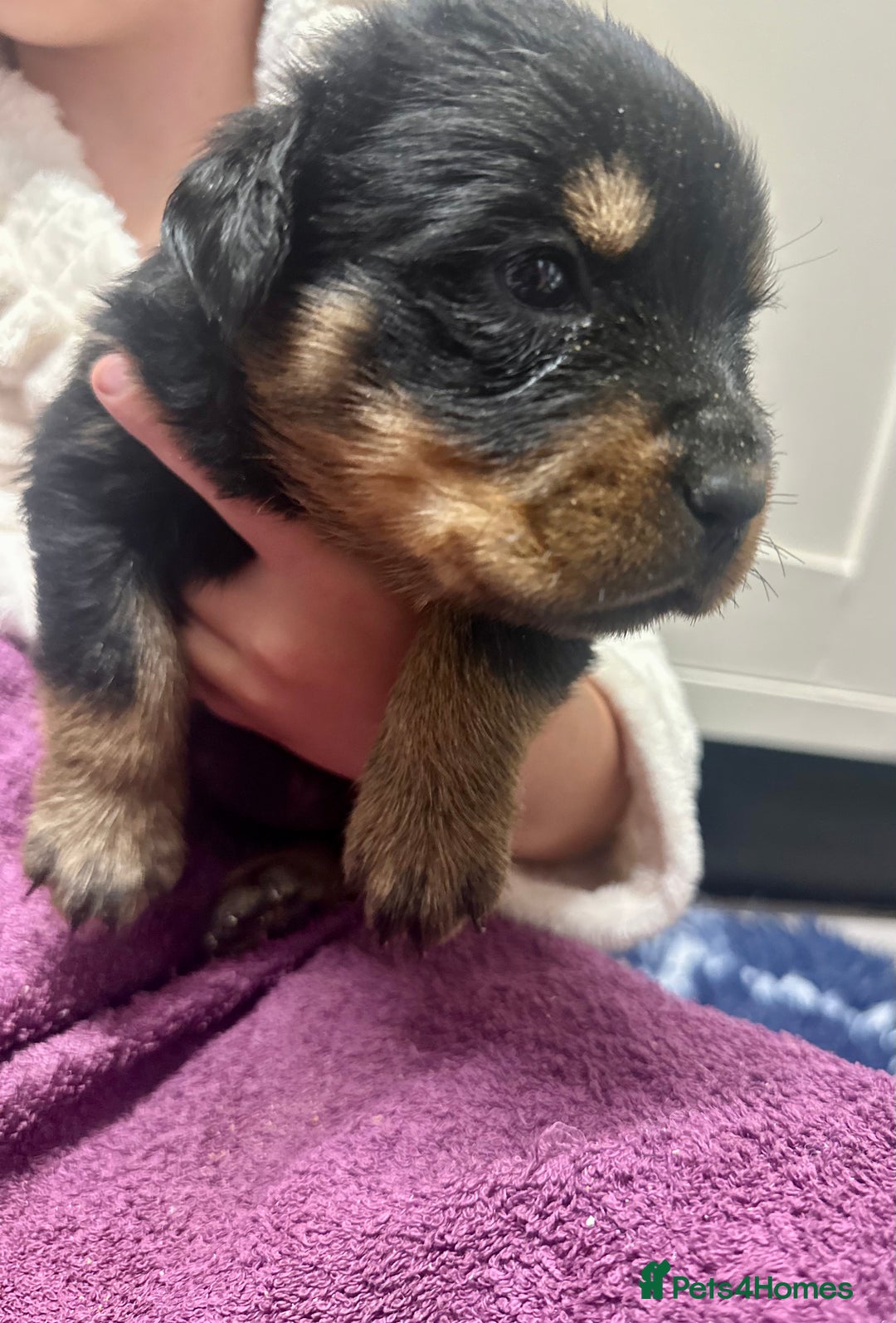 Rottweiler dogs for sale: Stunning Rottweiler puppies 🐶  - Image 6