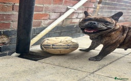 Mixed Breed dogs for sale: Dora  - Image 3