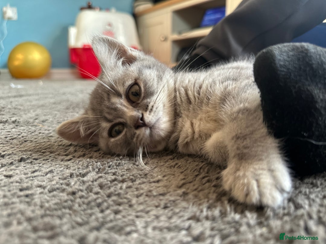 British Shorthair cats for sale: British Shorthair Male blue kitten.  - Image 7