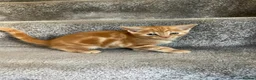 Mixed Breed cats for sale: Loving kittens looking for new family - Advert 11