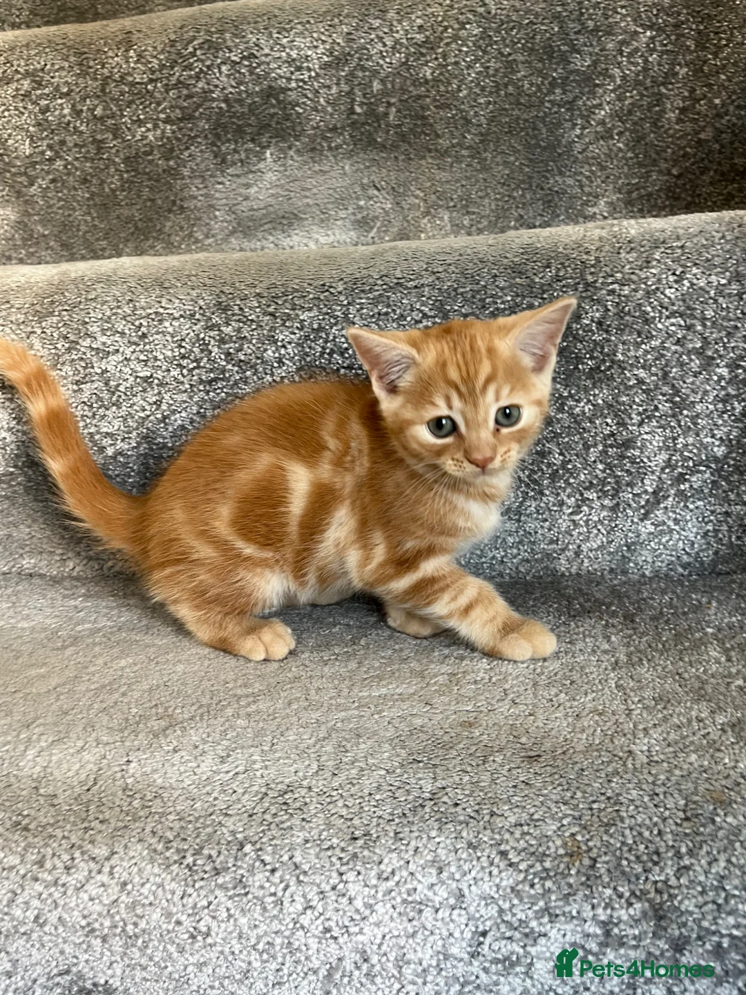 Mixed Breed cats for sale: Loving kittens looking for new family - Advert 11