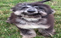 Afghan Hound dogs for sale: Two fabulous male Afghan hound puppies  - Image 15