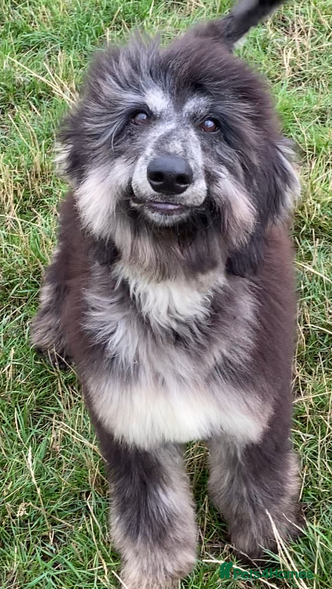 Afghan Hound dogs for sale: Two fabulous male Afghan hound puppies  - Image 15