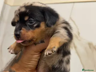 Miniature Dachshund dogs READY END OF FEB - Advert 11