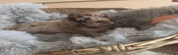 Cocker Spaniel dogs for sale: Rare coloured working type cocker spaniels! - Advert 14