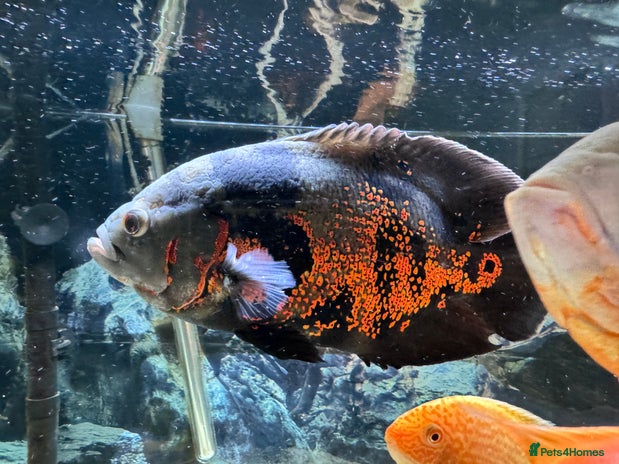 Cichlids fish - Advert 9