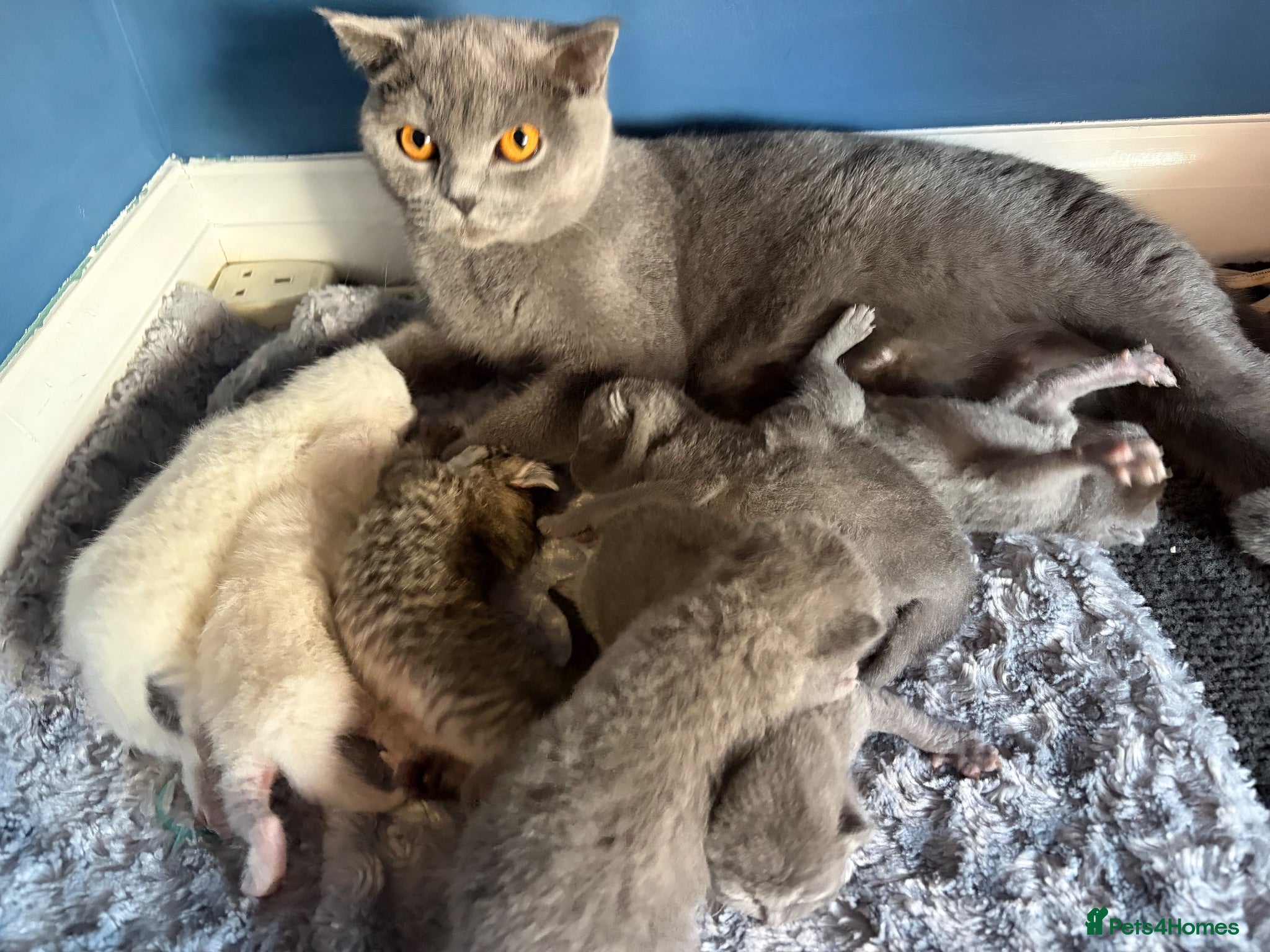 British Shorthair cats BSH kittens  - Advert 10