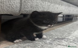 British Shorthair cats for sale: British shorthair kittens  - Image 1
