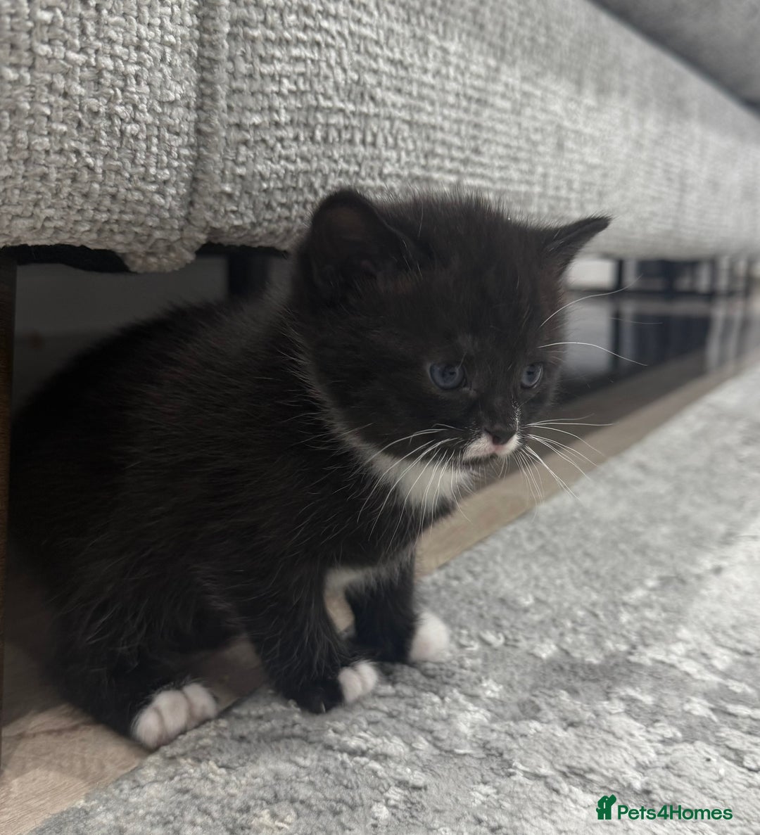 British Shorthair cats for sale: British shorthair kittens  - Image 1