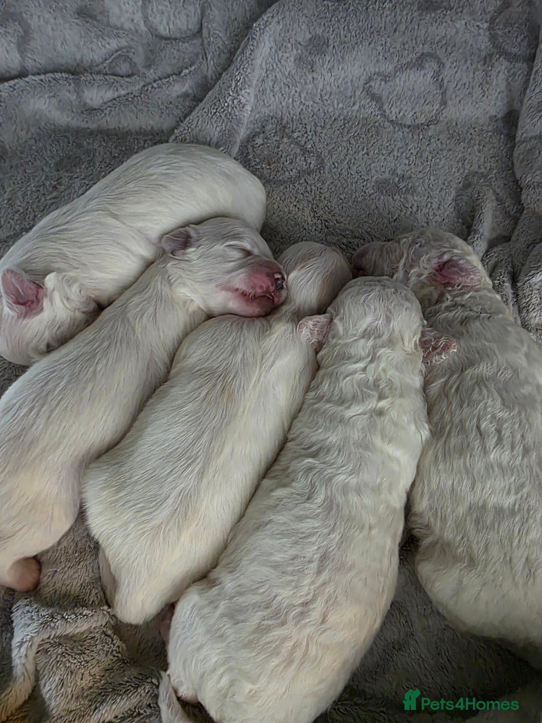 Bichon Frise dogs for sale: Pure Bichon Frise, 5 males  - Image 3