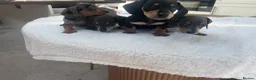 Miniature Dachshund dogs for sale: ****mini dachshunds *** in Nottingham - Advert 5