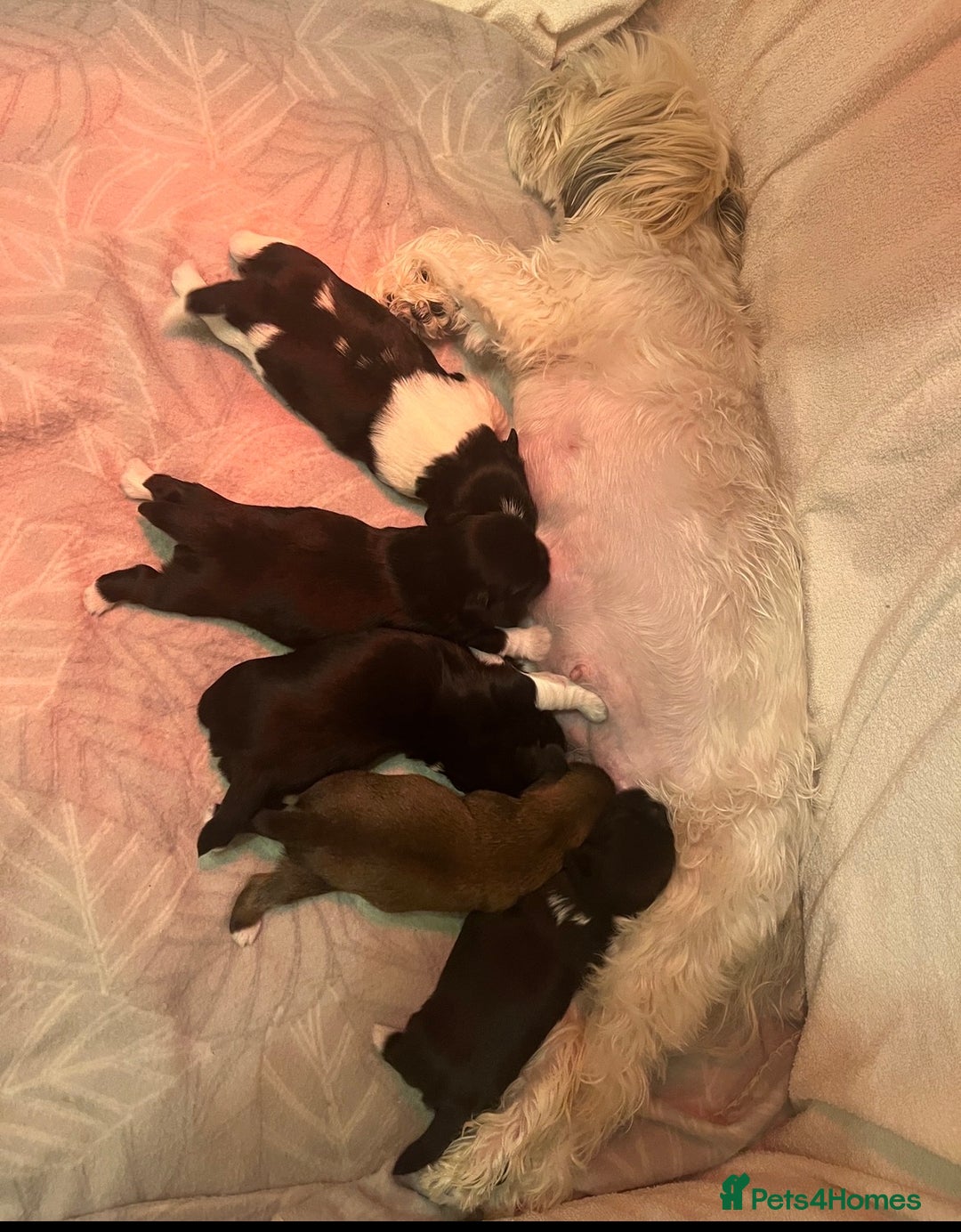 Lhasa Apso dogs for sale: Lhasa Apso Male Puppies for Sale  - Advert 17