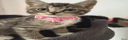 Ragcoon cats for sale: Mainecoon ragdolls  - Advert 5