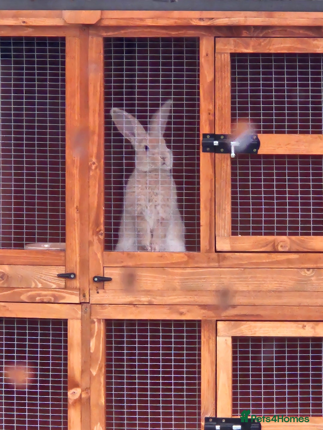 Mixed Breed rabbits for sale: Gorgeous boy need loving forever home - Advert 4