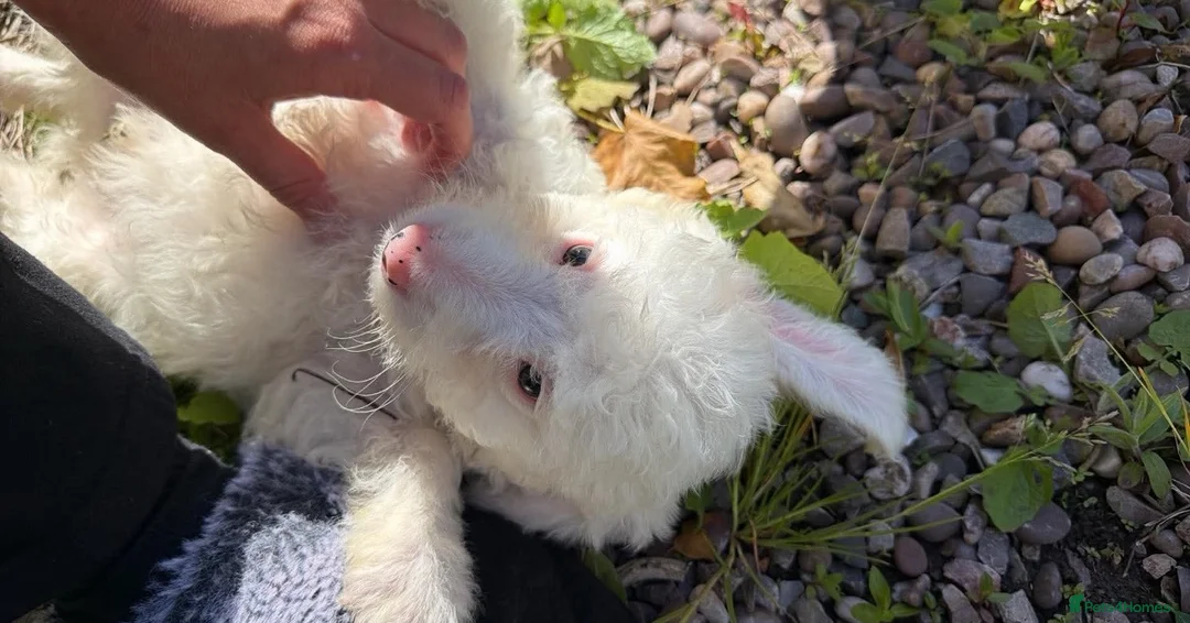 Mixed Breed dogs for sale: Mixed breed cockerpoo-lab - Advert 4