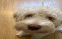 Cockapoo dogs for sale: Extremely sad situation- for rehome - Advert 3