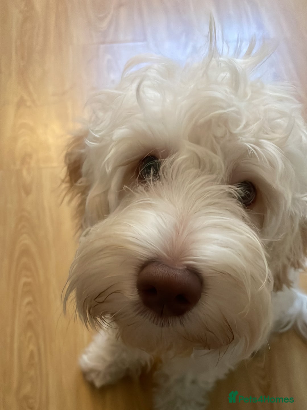 Cockapoo dogs for sale: Extremely sad situation- for rehome - Advert 3