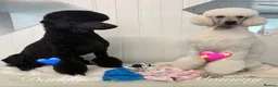 Standard Poodle dogs for sale: Baby blue  - Advert 3