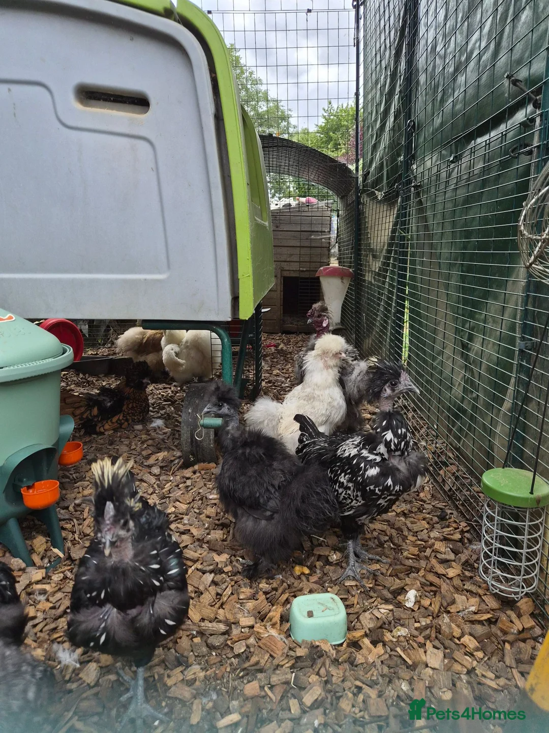 Chickens poultry for sale: Silkie Showgirl Cockerals - Advert 2