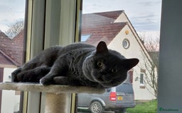 British Shorthair cats for sale: Beautiful British shorthair female kitten - Image 8