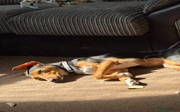 Mixed Breed dogs for sale: Rehoming our beloved puppy - 8 months old - Image 7