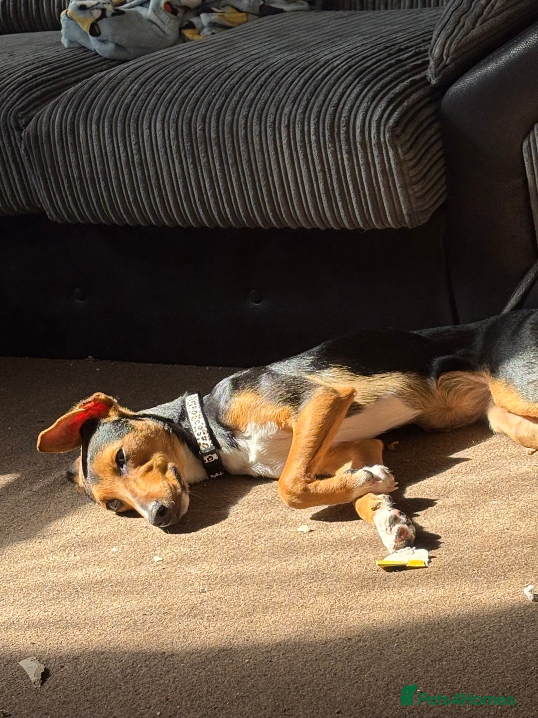 Mixed Breed dogs for sale: Rehoming our beloved puppy - 8 months old - Image 7