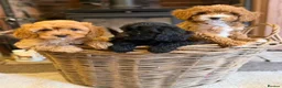 Cavapoo dogs for sale: F1 Heath Tested Teddy Faced Cavapoo Darlings  - Advert 1