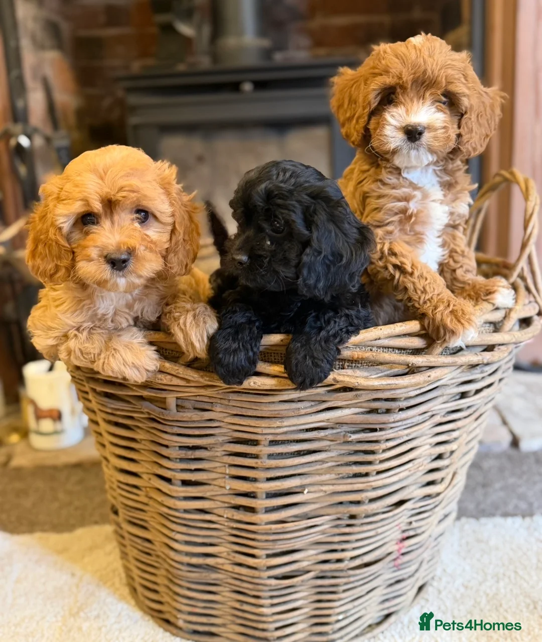 Cavapoo dogs for sale: F1 Heath Tested Teddy Faced Cavapoo Darlings  - Advert 1