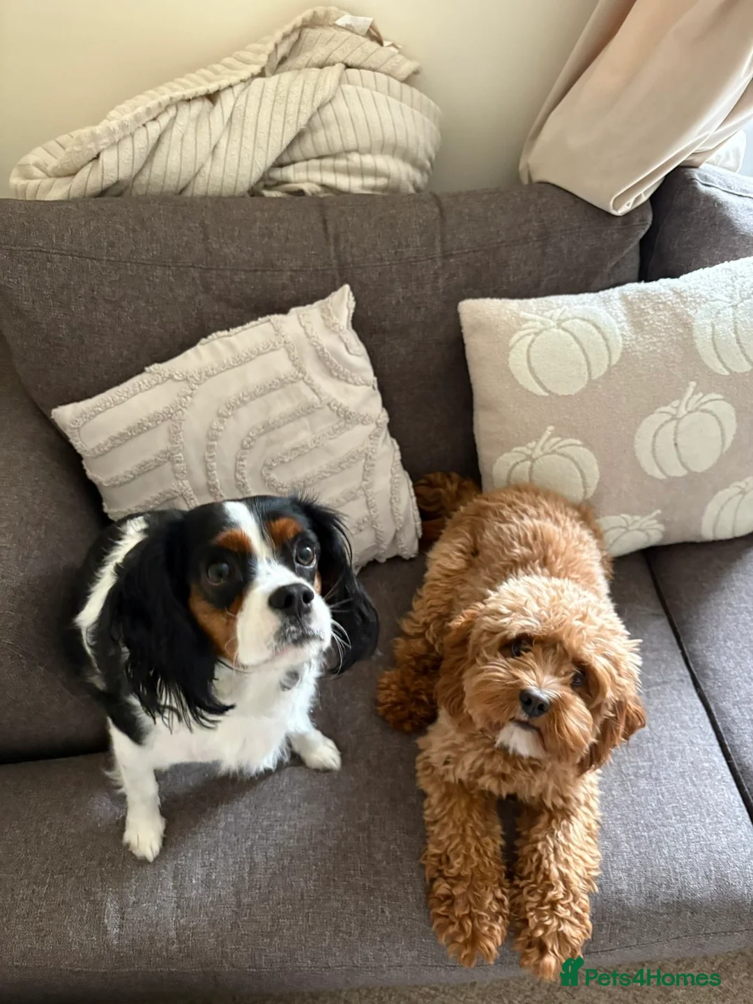 Cavalier King Charles Spaniel dogs for sale: Cavalier king charles spaniel for sale  in Stowmarket - Advert 8