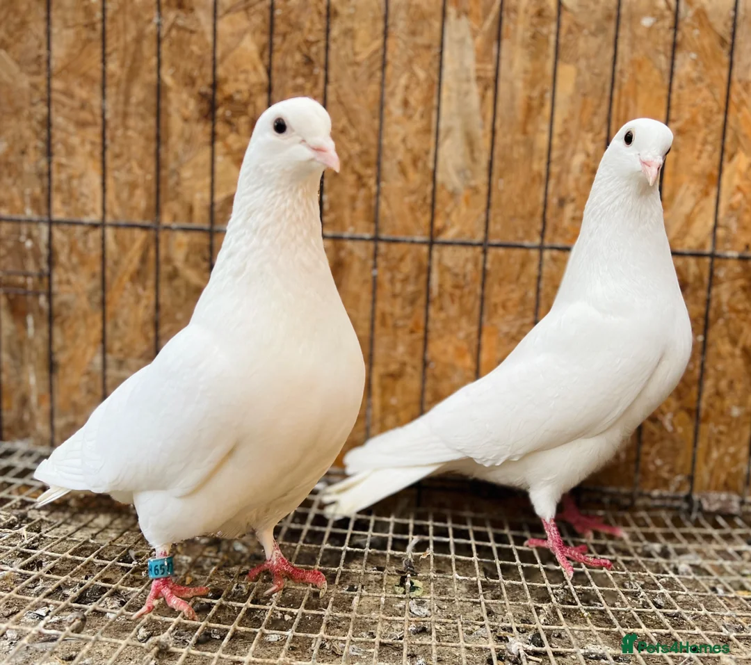 Pigeons birds for sale: PURE WHITE ENGLISH GARDEN DOVES in Bristol - Advert 2