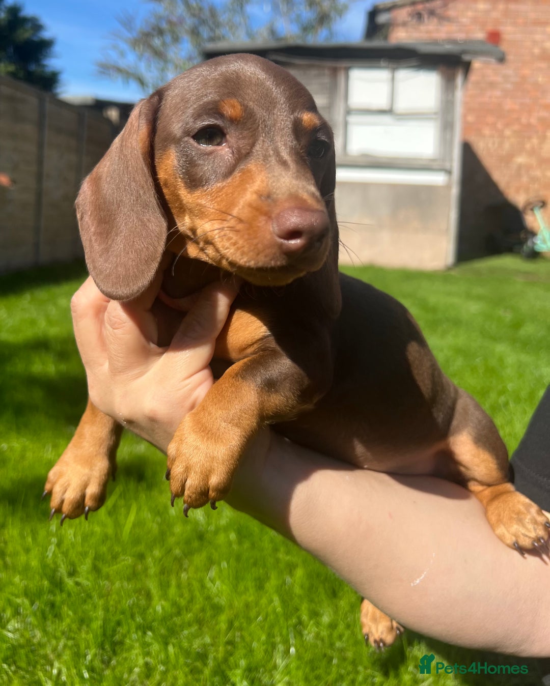 Miniature Dachshund dogs for sale: Miniature Dachshund Girls - Image 5