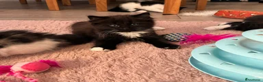 British Longhair 3