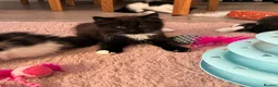 British Longhair cats for sale: 5 Adorable kittens - Advert 6