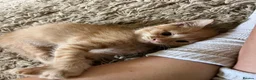 Mixed Breed cats for sale: Cutest Boy 🩵 - Advert 5
