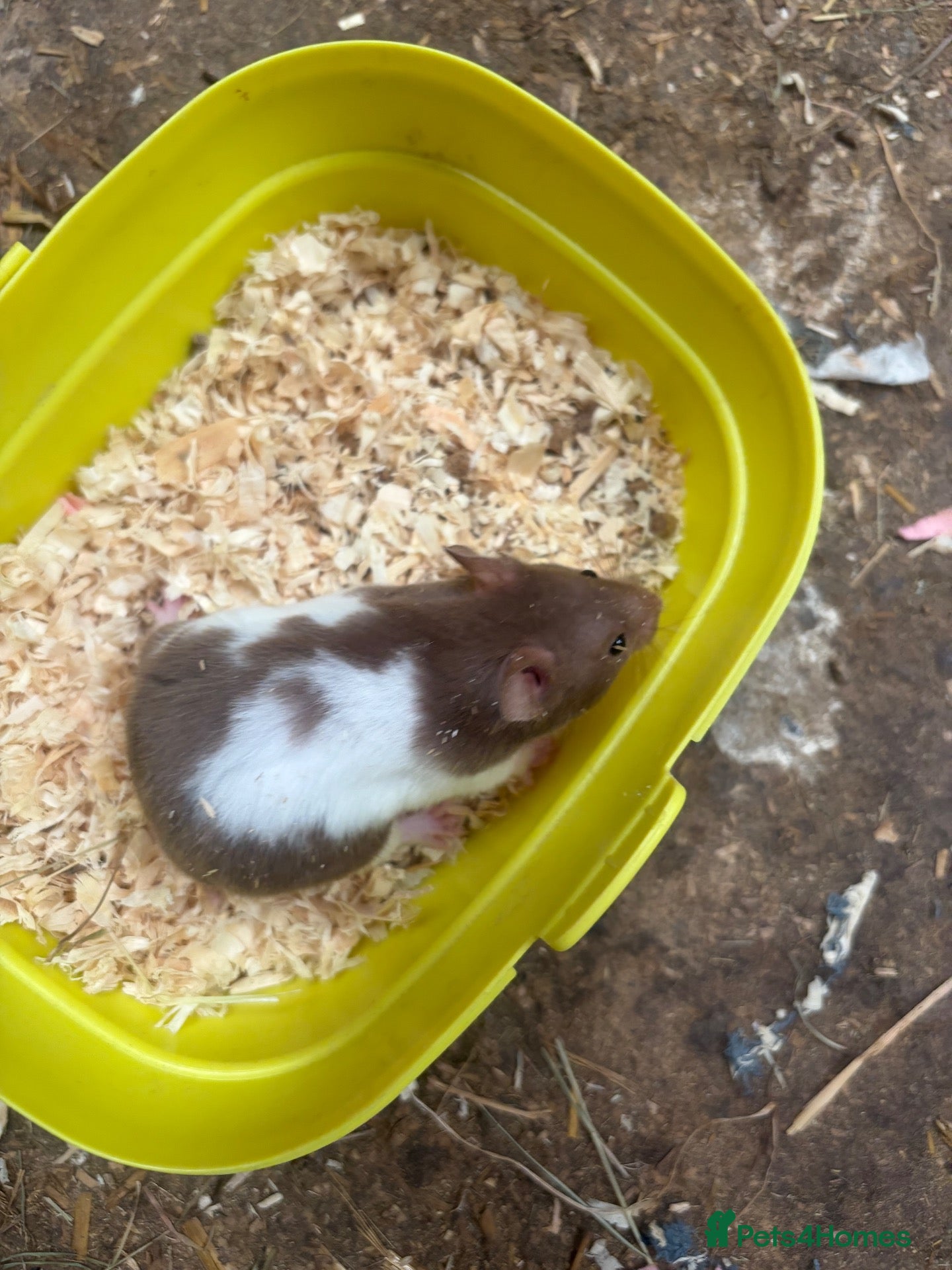 Hamster rodents Syrian hamsters - Advert 1