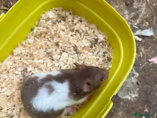 Hamster rodents Syrian hamsters - Advert 1