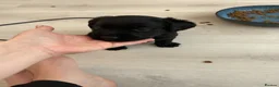 Labrador Retriever dogs for sale: KC registered pedigree black Labradors  - Advert 4