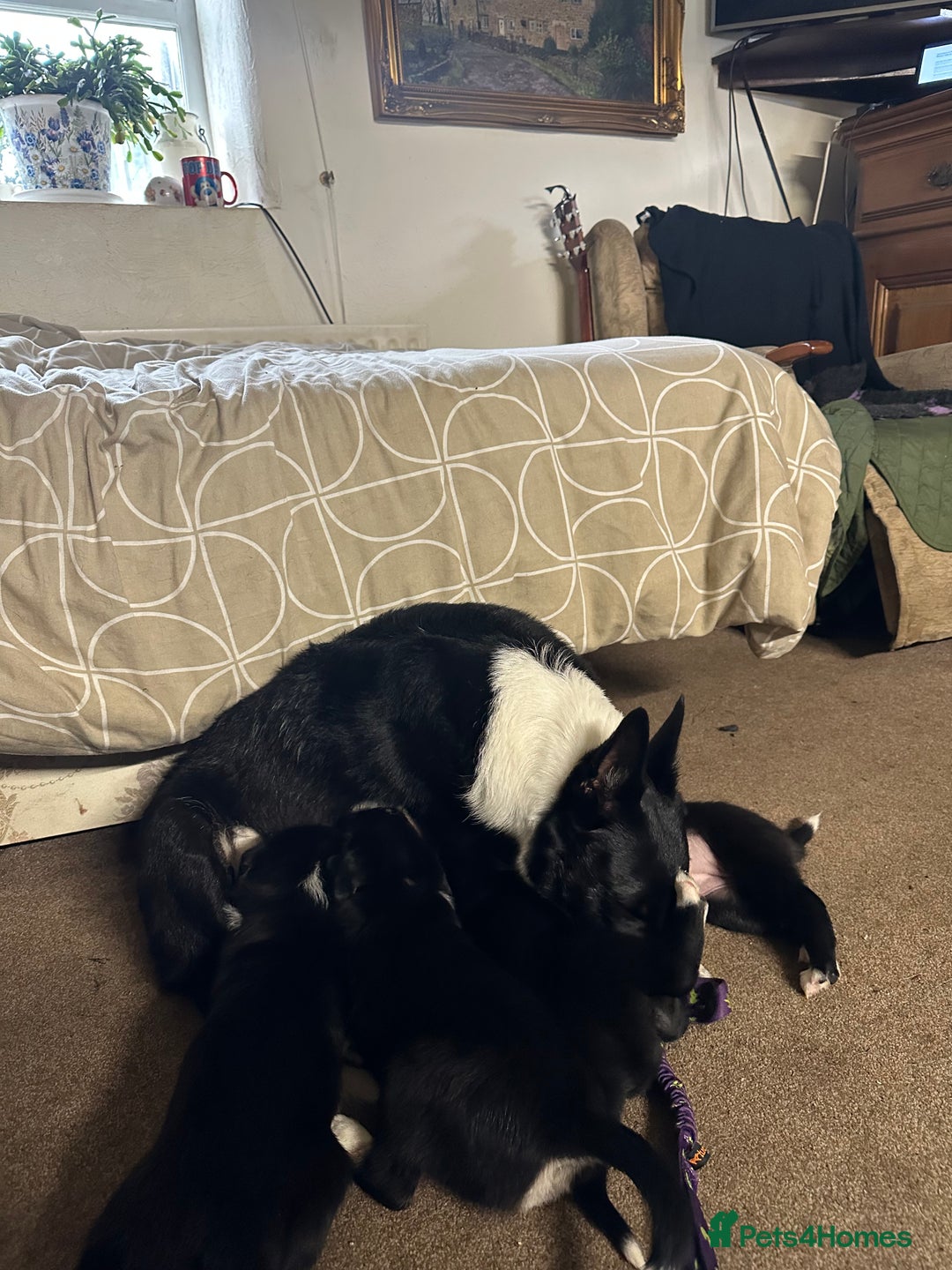 Border Collie dogs for sale: 2 border collie puppies - Advert 10
