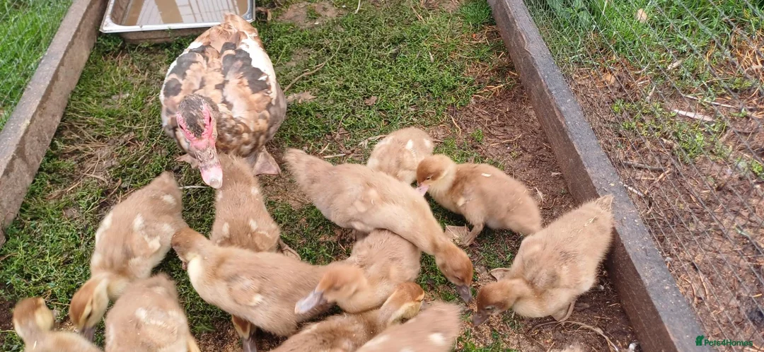 Ducks poultry for sale: Muscovy ducklings in Gloucester - Advert 2